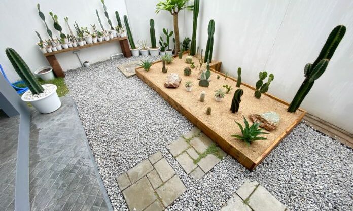 Organize a cactus garden
