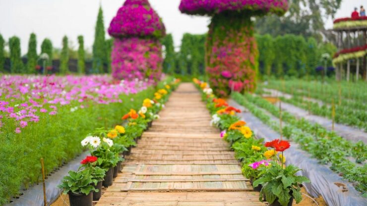 สวนดอกไม้-กาญจนบุรี